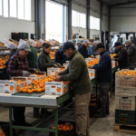 Workers during the citrus campaign in Valencia