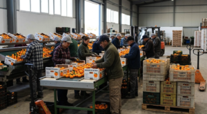 Workers during the citrus campaign in Valencia